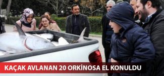 Kaçak avlanan 20 orkinosa el konuldu