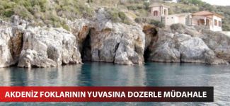 Akdeniz foklarının yuvasına dozerle müdahale