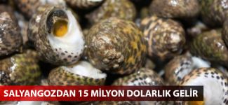 Salyangozdan 15 milyon dolarlık gelir