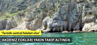 Çanakkale'de Akdeniz foklarını izlemek için fotokapan yerleştirildi