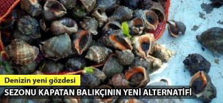 Balıkçının yeni gözdesi deniz salyangozu