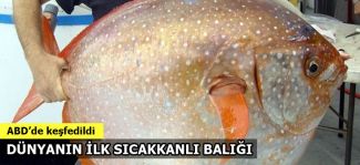 Dünyanın ilk sıcankanlı balığı keşfedildi