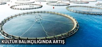 Doğu Karadeniz'de kültür balıkçılığı yüzde 5,5 arttı