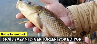 İsrail sazanı diğer türleri yok ediyor