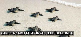 Caretta carettalar insan tehdidi altında