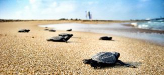 Fethiye'de 2 bin caretta caretta yavrusu denizle buluştu