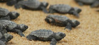 Ören’de yavru caretta carettalar denizle buluştu