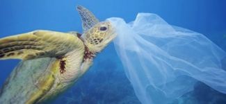 Plastik, deniz kaplumbağalarının soyunu tüketiyor