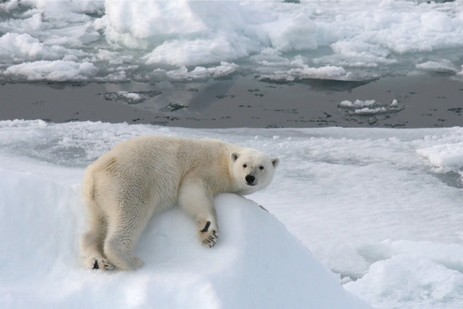 polar_bear-hd-8.20130325125955.jpg